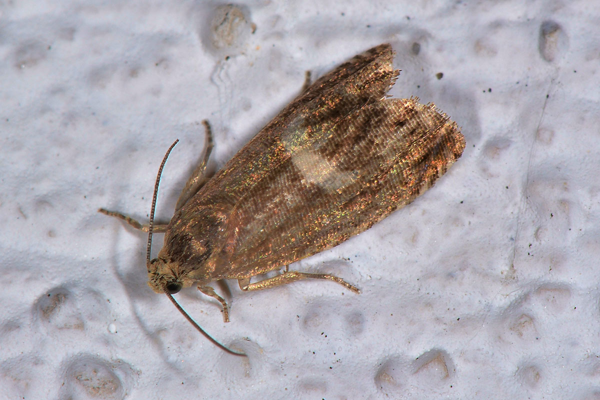 Tortricidae - Cydia sp. (semicinctana o inquinatana)